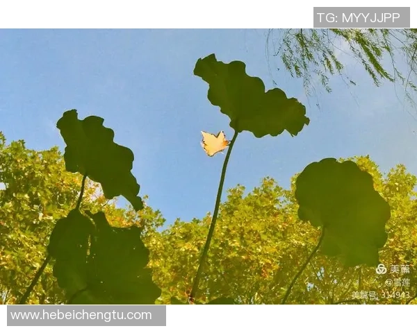 上海网球队在洲际杯中的辉煌历程与突破成就全景回顾 上海网球队在洲际杯中的辉煌历程与突破成就全景回顾